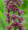 Epipactis atrorubens